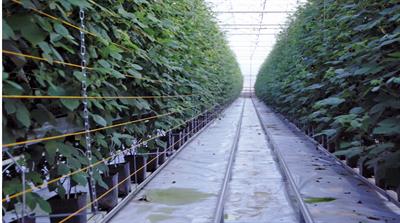 Plants grown under glass at Clockhouse Farm